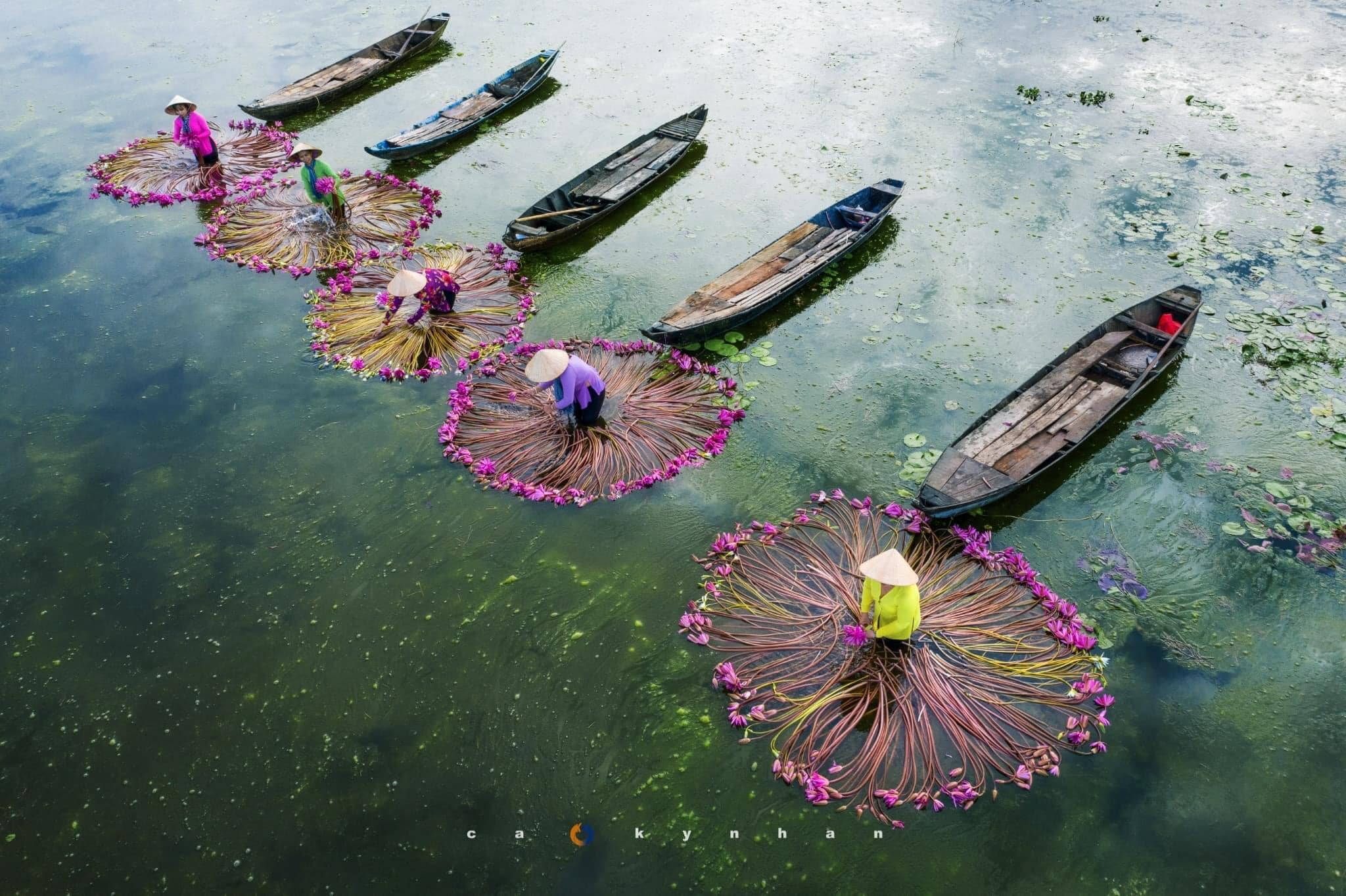 Vietnamese water lilies have adapted to the country's varied aquatic environments
